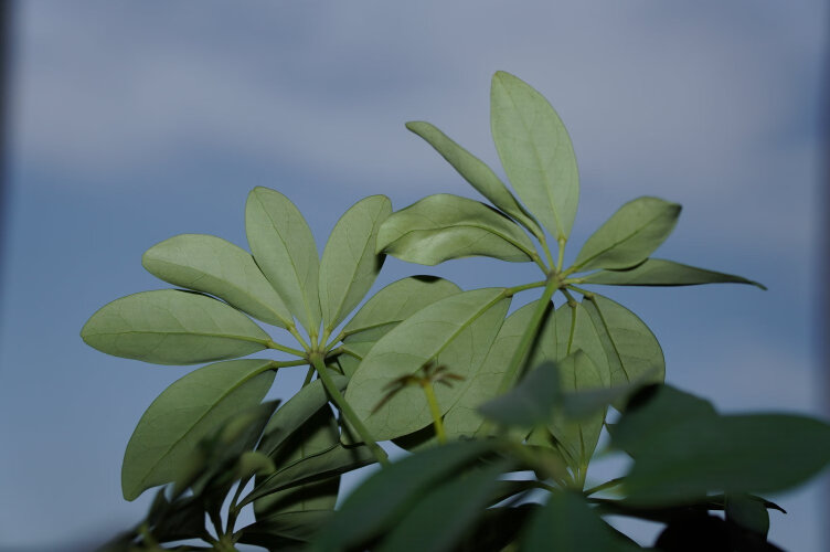 经验解析神牛v860ii和400w哪个好？良心点评配置区别